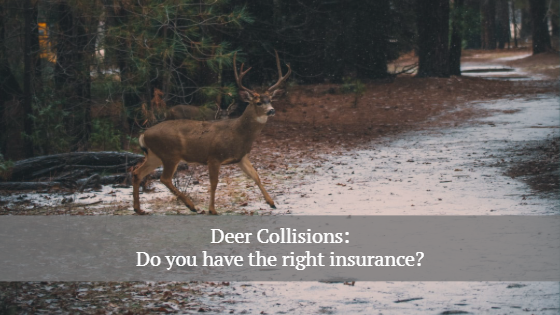 deer collisions